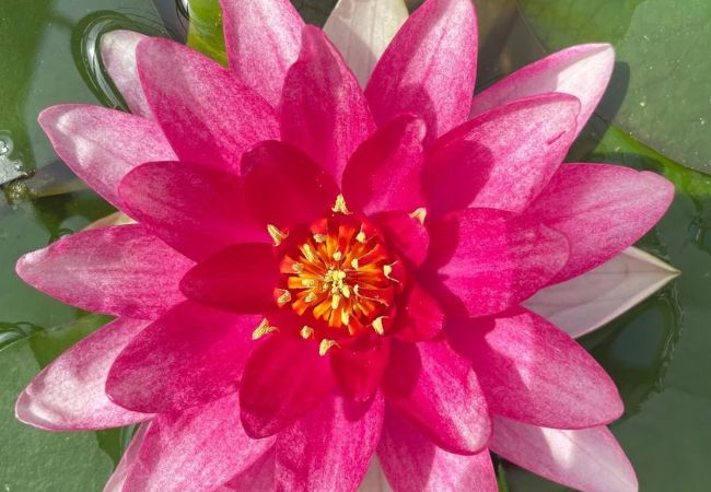 Creating a Stunning Water Lily Bouquet : A Comprehensive Guide (2024)