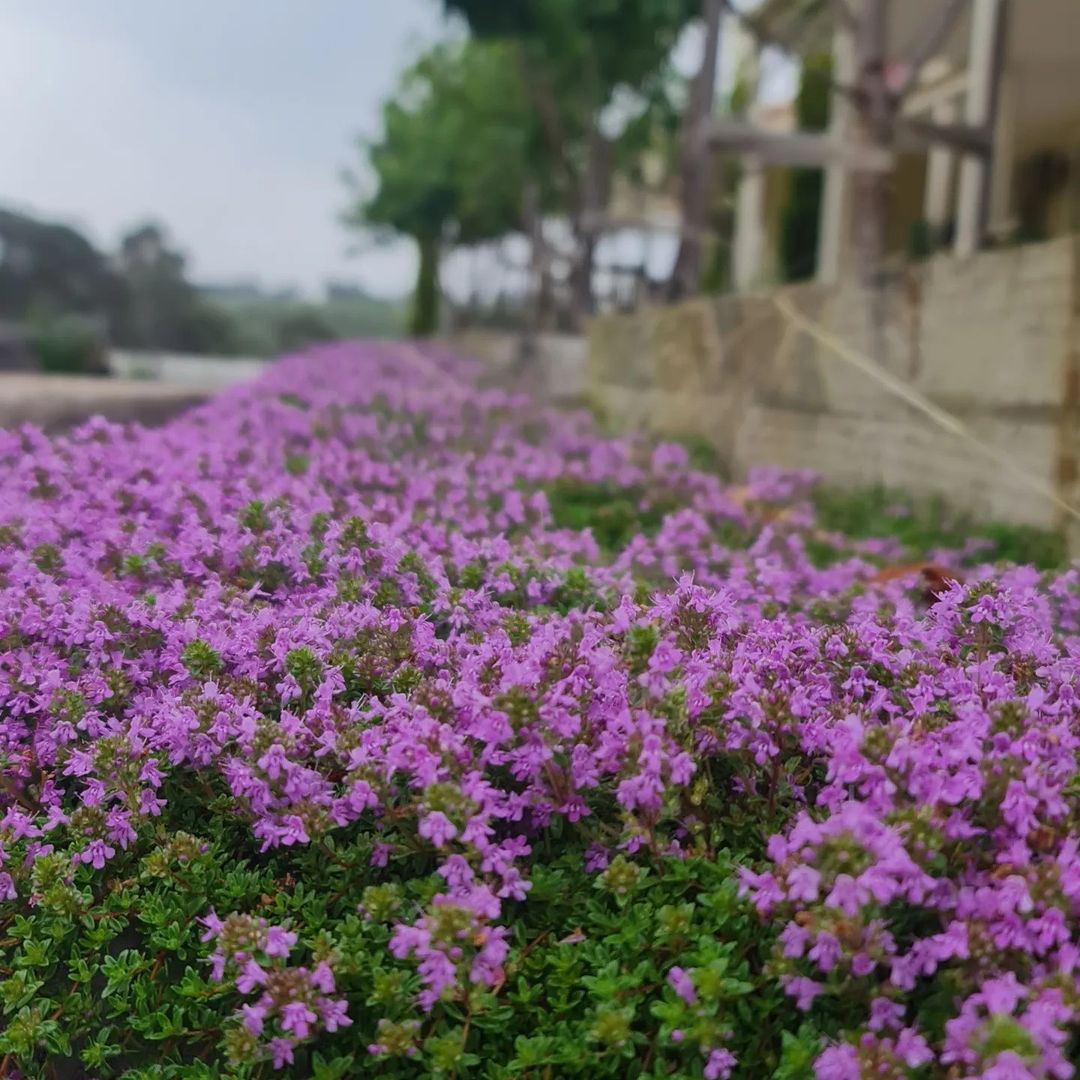 Creeping Thyme