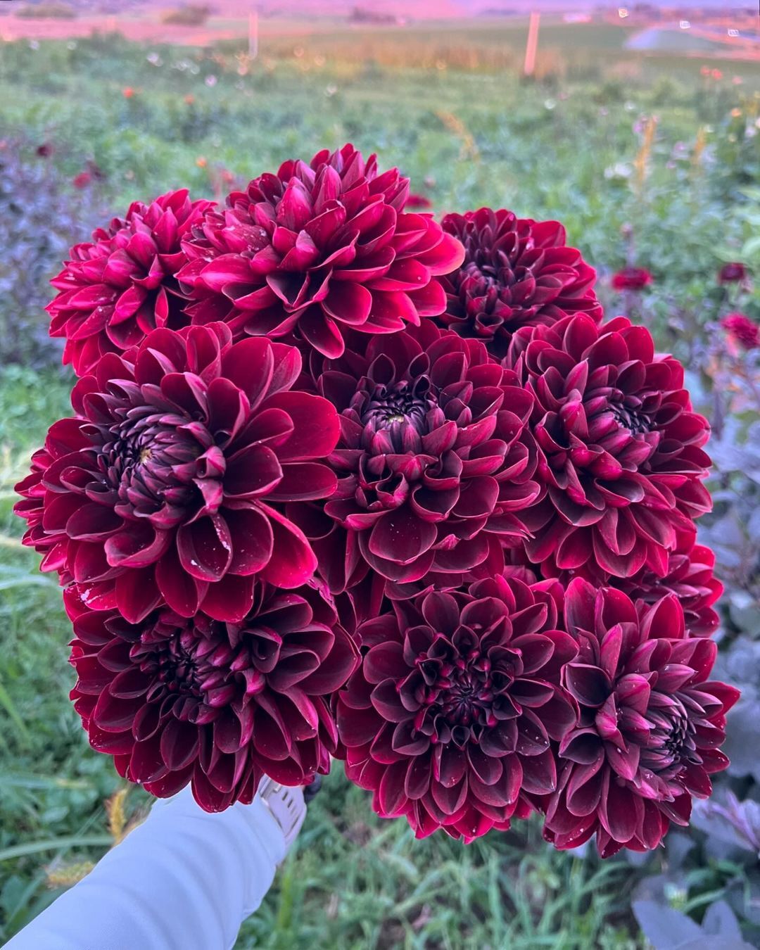Dahlias are bold, tuberous flowers with striking, symmetrical petals that come in an array of vibrant colors and shapes, adding dramatic flair to any garden.