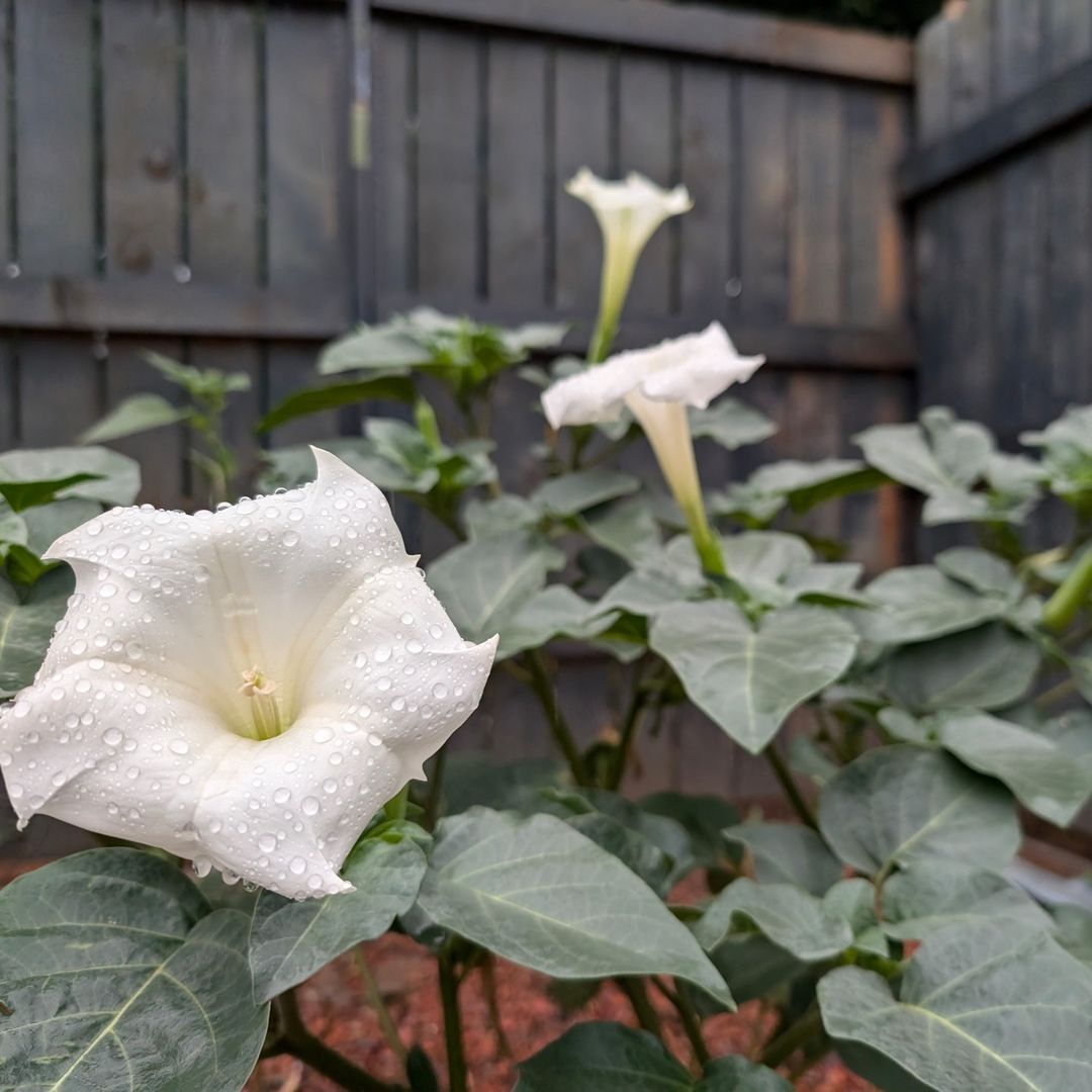 A close-up of a white Datura flower adorned with glistening water droplets, showcasing its delicate petals and natural beauty.

