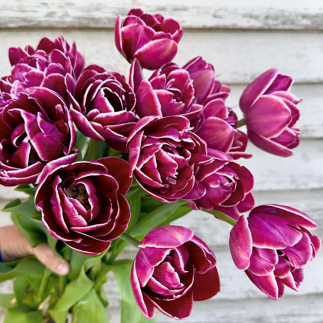 A hand holds a bouquet of double purple tulips, showcasing their vibrant color and elegant petals.