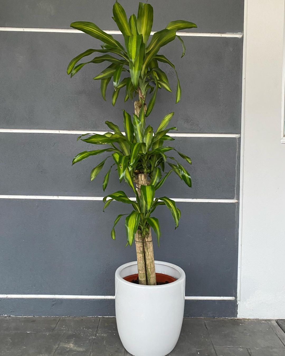 Dracaena potted plant against gray wall.