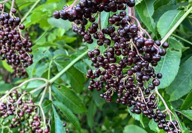 Elderberry Plants : A Guide to Growing, Harvesting, and Using This Versatile Berry