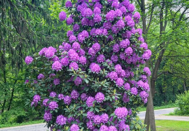 Evergreen Shrubs : Top Varieties and Care Tips for a Year-Round Garden