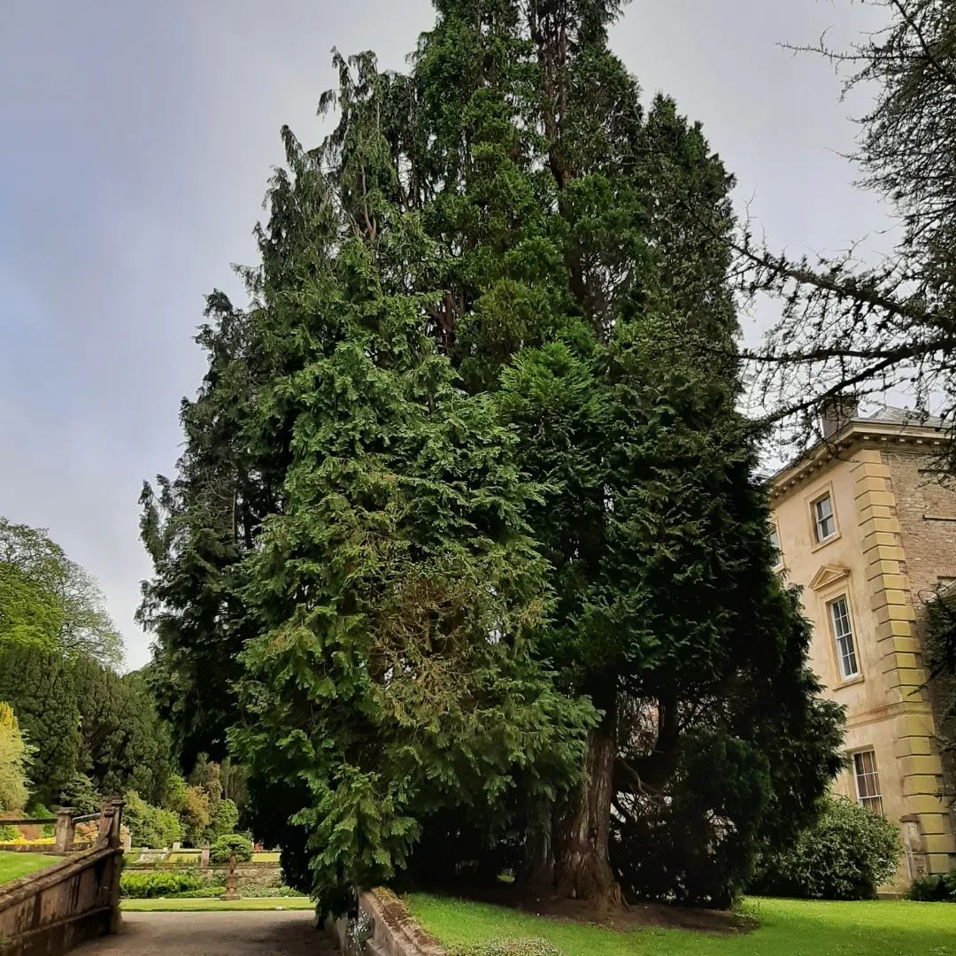 majestic fir tree stands prominently in the center of a lush green park, surrounded by open space and tranquility.