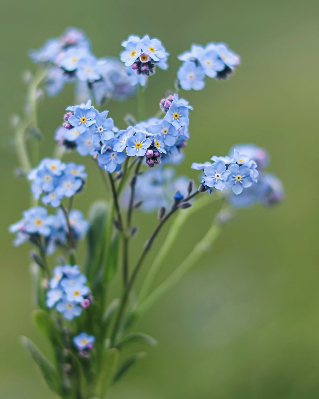 Forget-Me-Nots are charming, small blue flowers that symbolize remembrance and true love.
