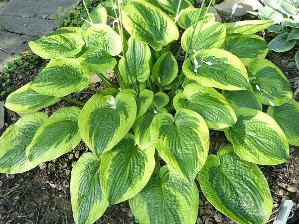 Hostas