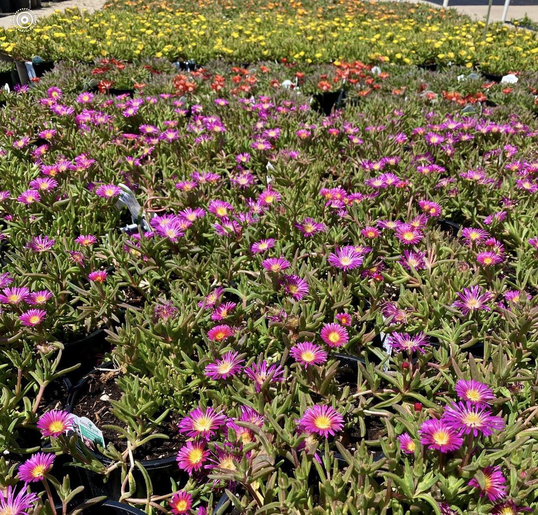 A large expanse of purple and yellow Ice Plant flowers, showcasing a beautiful and colorful floral display.