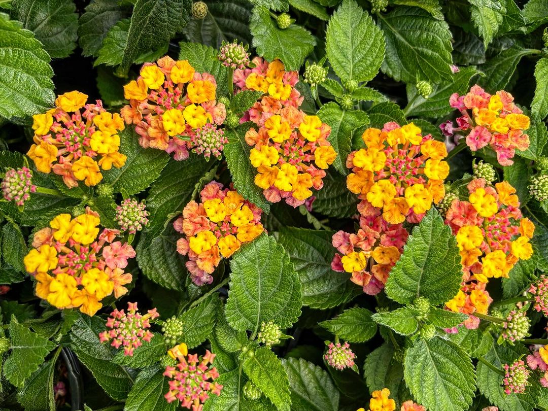 Lantana 