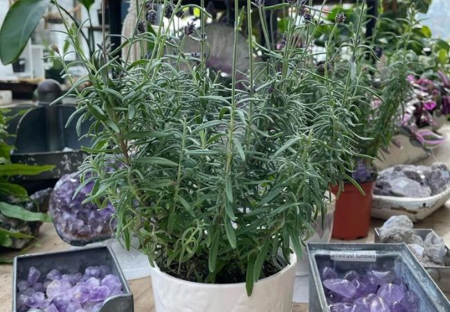 Lavender Plants : A Complete Guide to Growing and Caring for Lavender