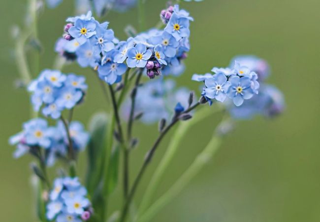 Light Blue Flowers : A Guide to Nature's Serene Beauties