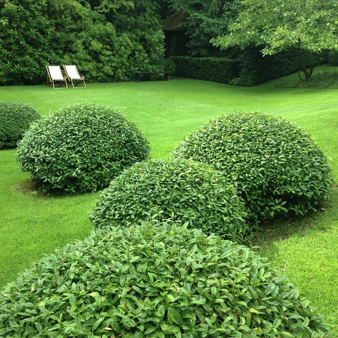 A serene lawn featuring multiple Ligustrum vulgare bushes and a comfortable lawn chair for relaxation.