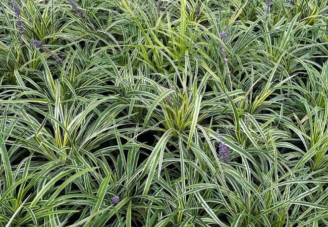 Mondo Grass: Your Go-To Guide for a Lush, Low-Maintenance Garden