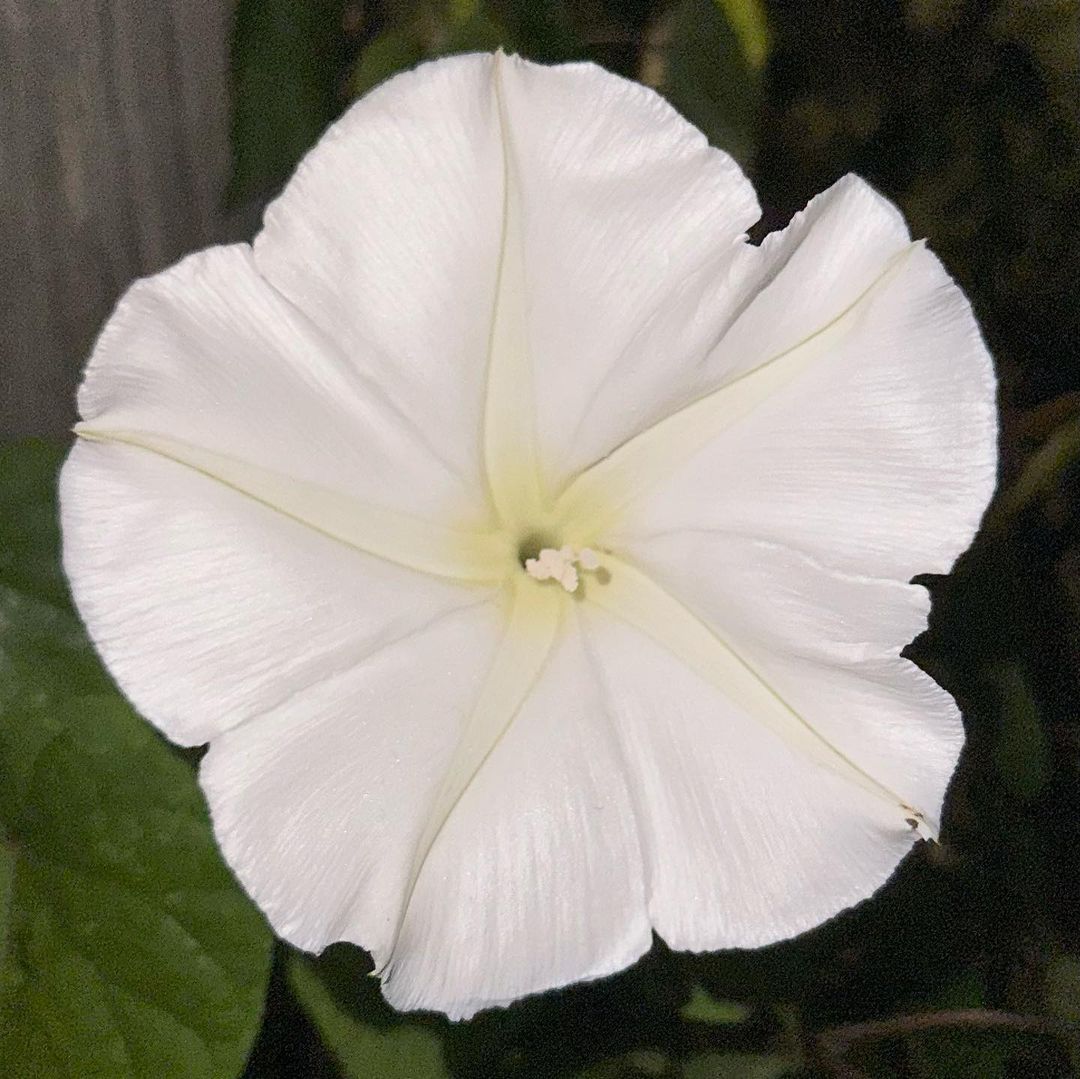 A moonflower in full bloom, showcasing its white petals against a backdrop of vibrant green leaves.