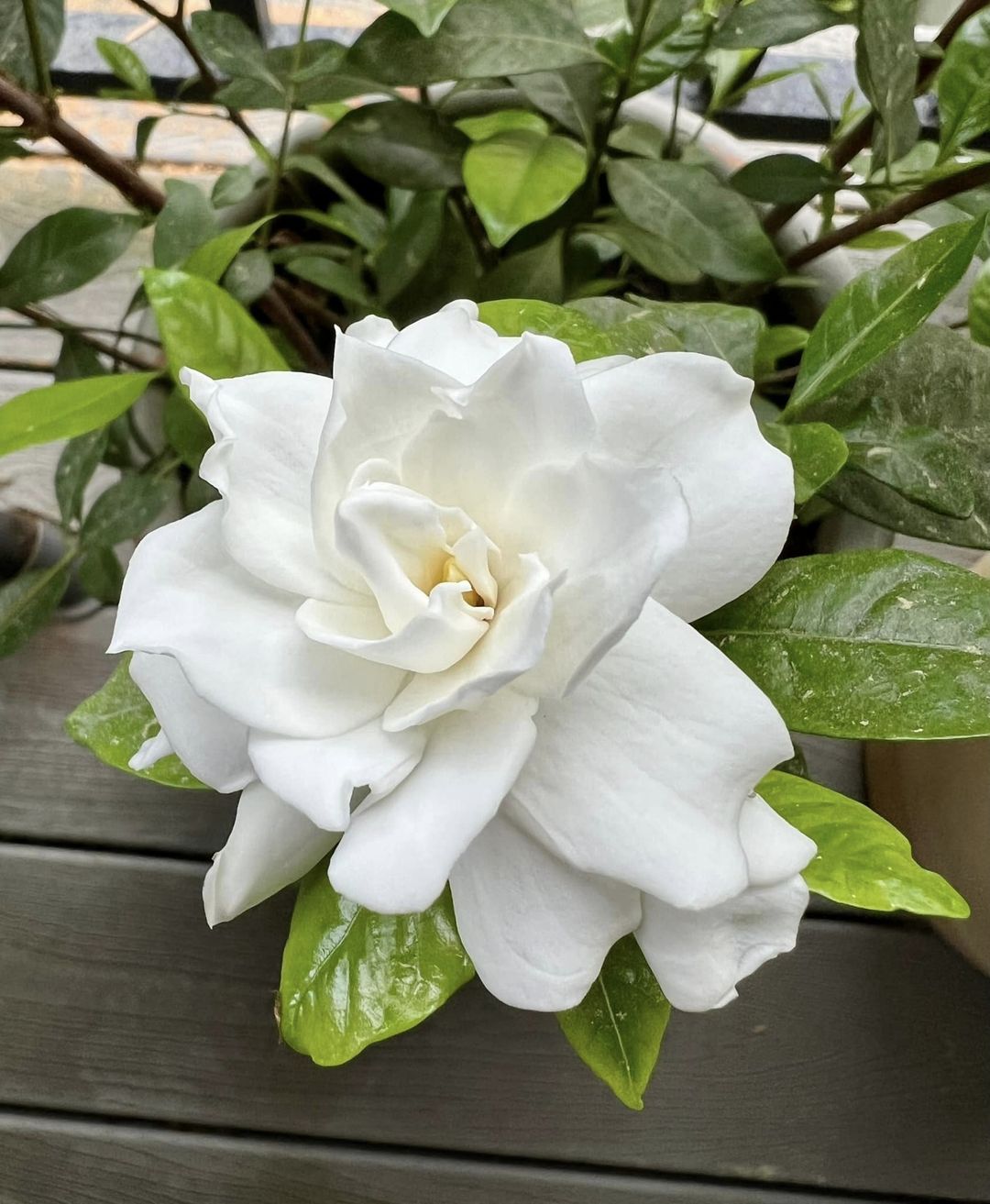Gardenia 