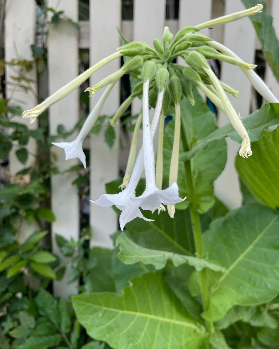 A delicate white Nicotiana flower with long, slender stems and lush green leaves, showcasing its elegant beauty.