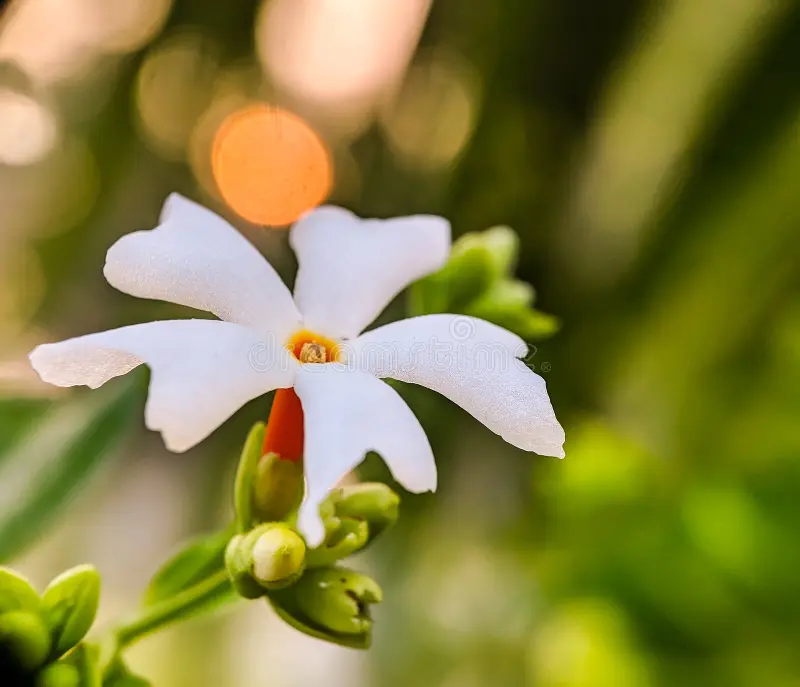 A white Night-Blooming Jasmine flower with a vibrant yellow center prominently displayed in the foreground.
