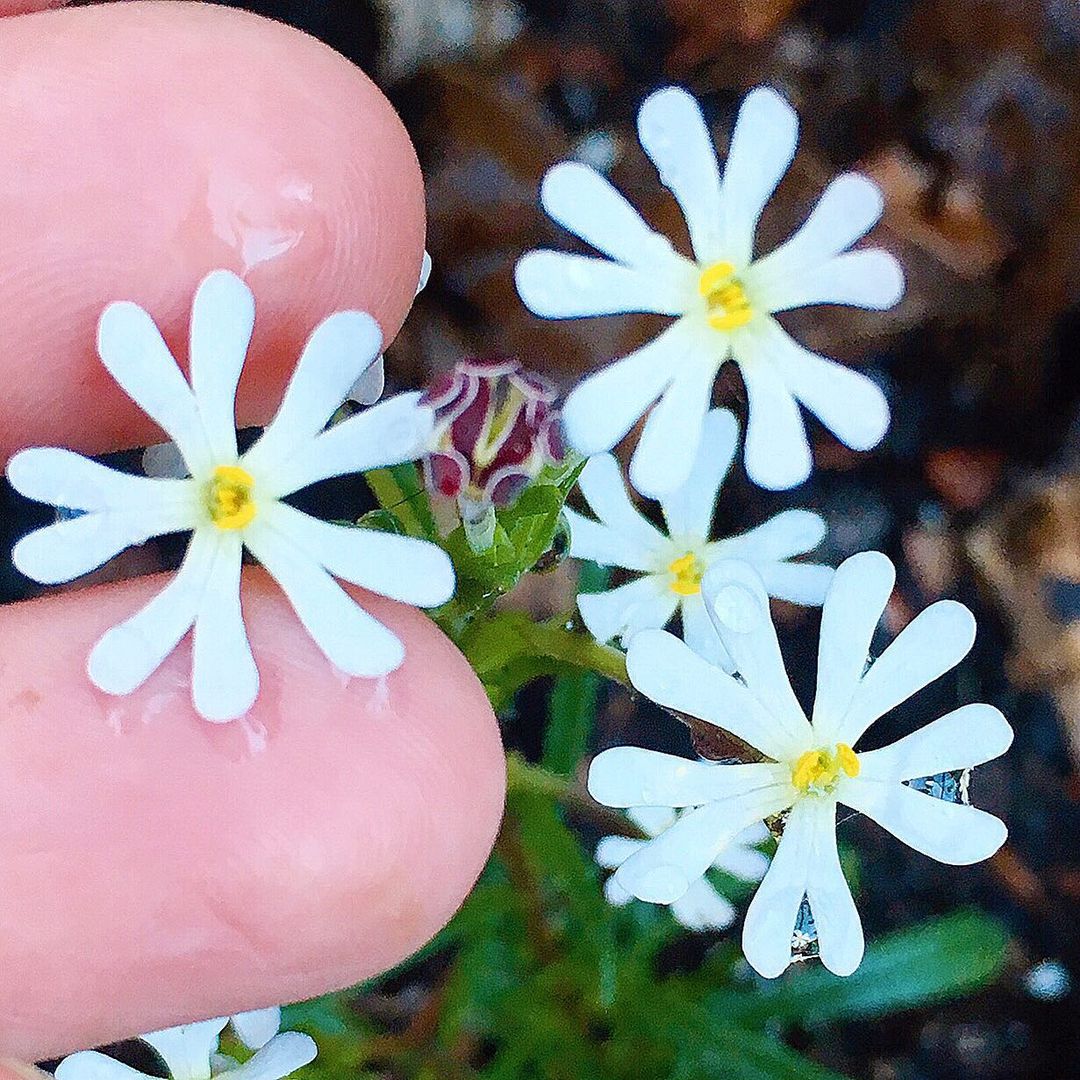 A garden filled with evening-scented stock, showcasing vibrant purple and white flowers in full bloom.
