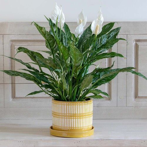 Peace Lily