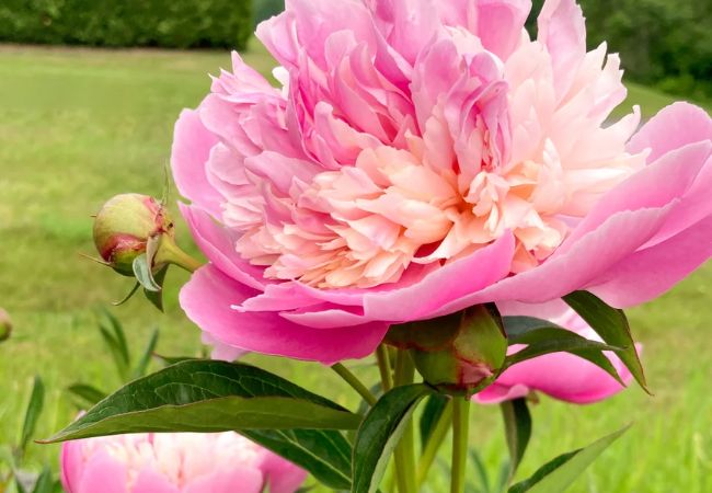 Peonies and Ranunculus : A Comprehensive Guide to Growing These Stunning Flowers (2024)