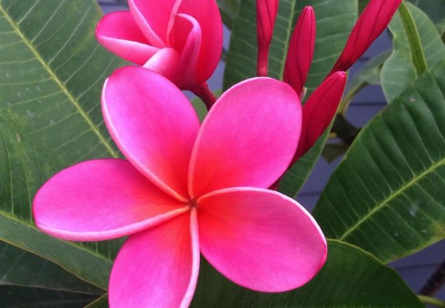 Pink Plumeria : Tips for Growing and Caring for These Tropical Blooms