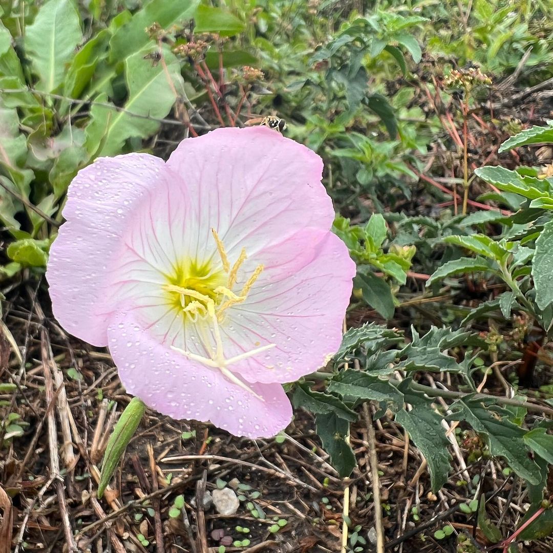 A pink primrose with yellow stamen stands prominently in the center of a vibrant green field.