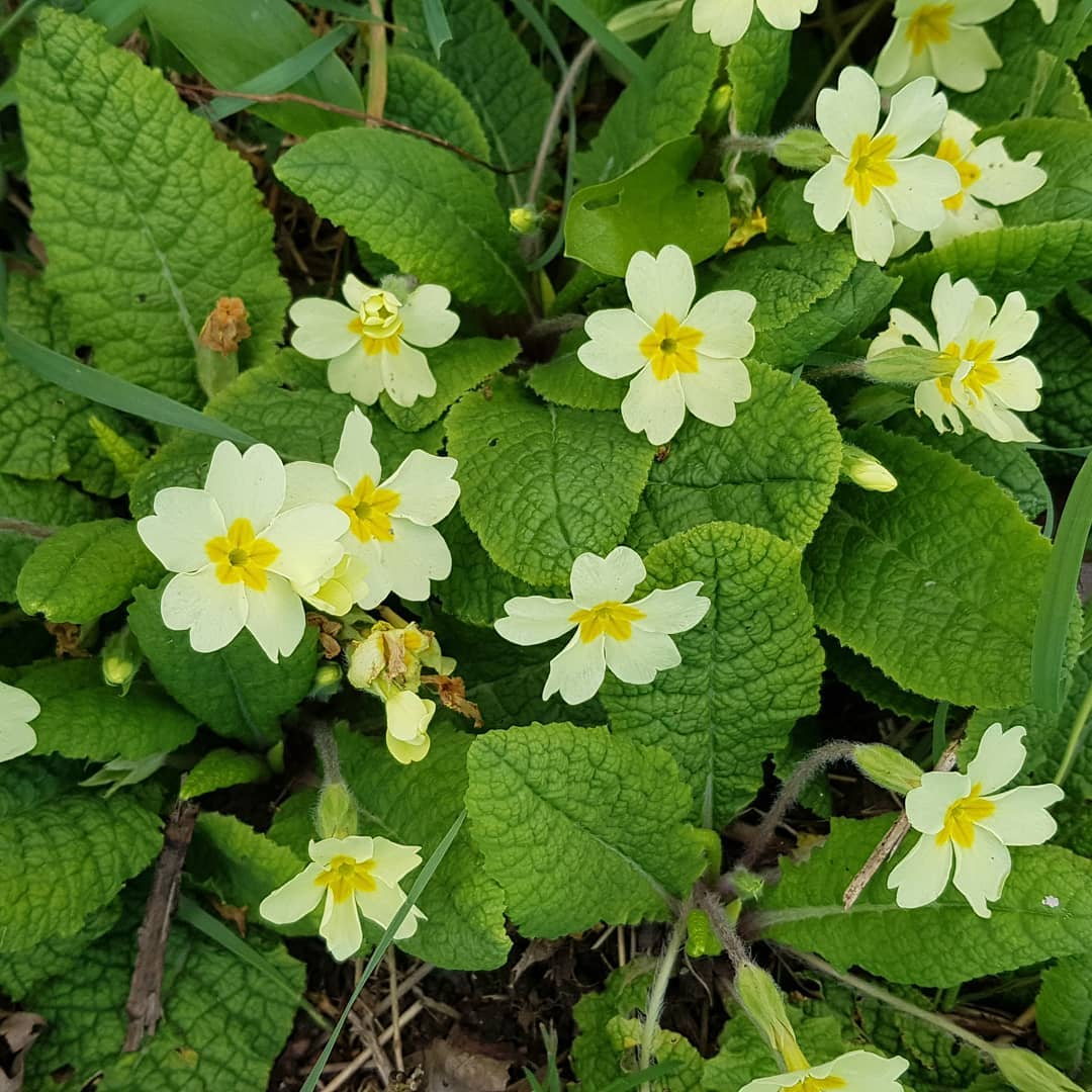 A cluster of vibrant yellow primroses blooming amidst lush green grass, showcasing their delicate petals and natural beauty.