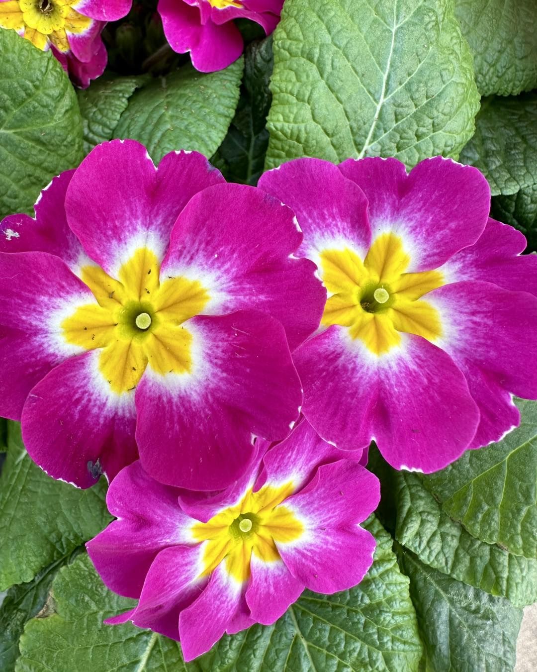A close-up view of vibrant purple primrose flowers featuring striking yellow centers, showcasing their delicate beauty.