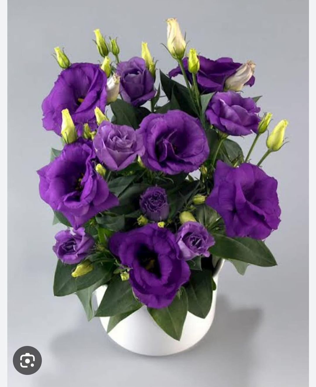 Lisianthus features delicate, rose-like blooms with a range of colors, from soft pastels to vibrant hues, and a graceful, understated beauty.