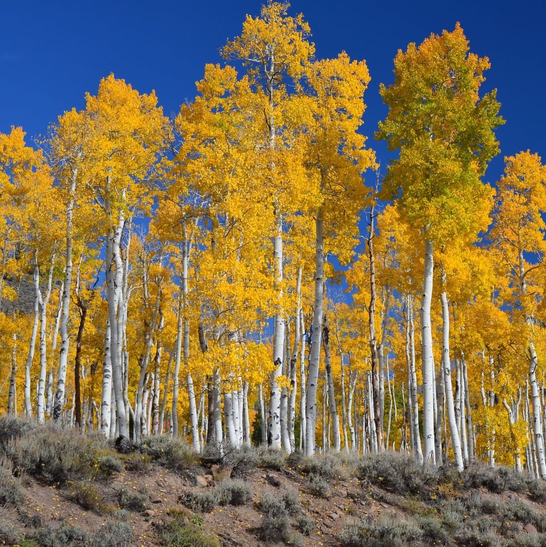 A serene landscape featuring Quaking Aspen trees adorned in vibrant autumn colors, showcasing their golden and orange leaves.