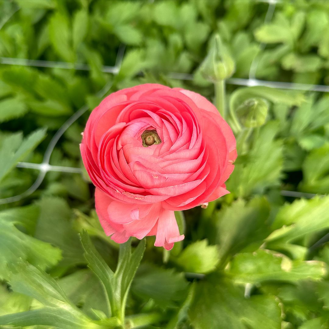  A single pink Ranunculus flower stands out in a lush green field, showcasing its vibrant color against the greenery.
