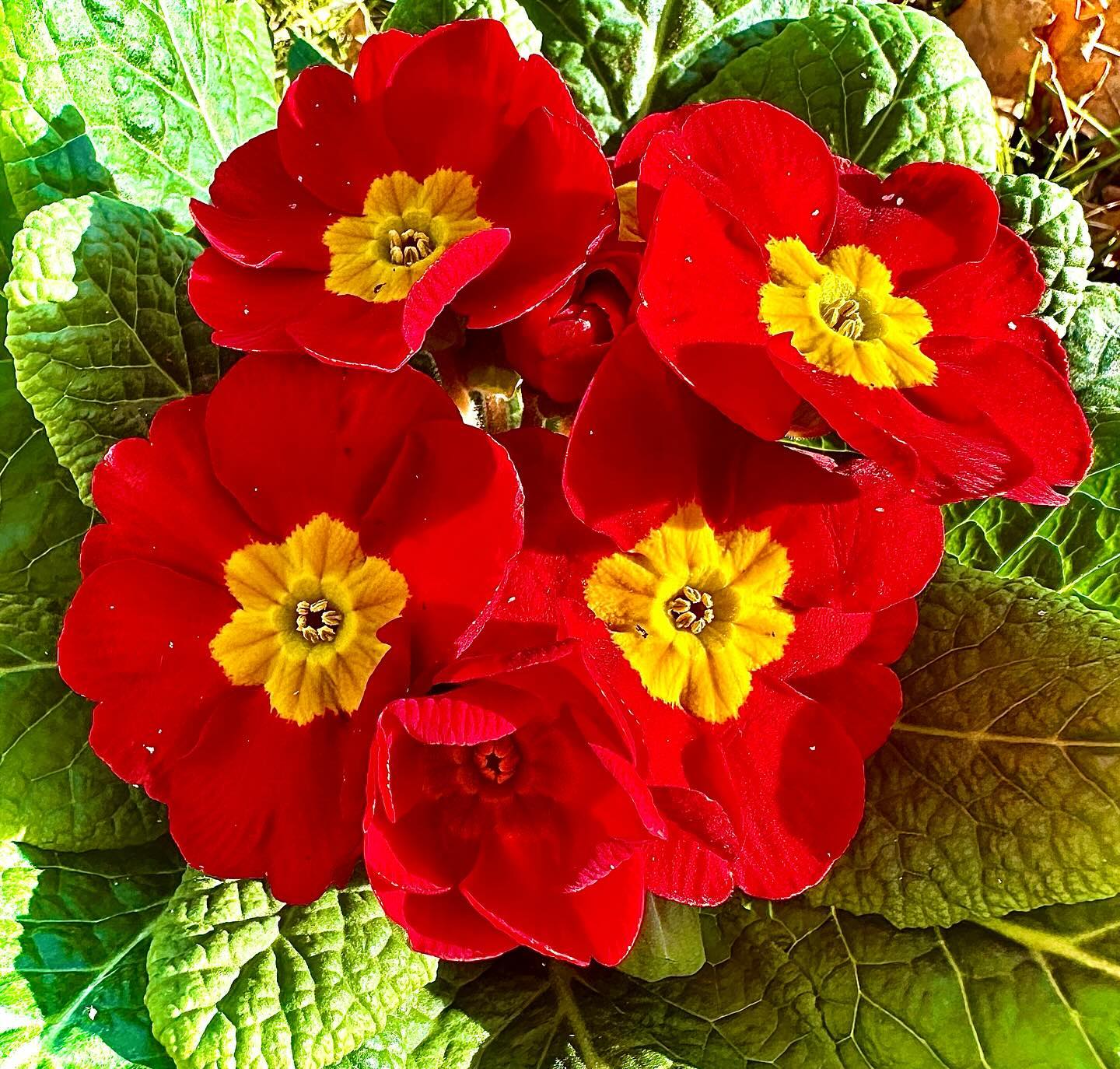 A vibrant display of red primrose flowers with yellow centers blooming in a lush green garden setting.