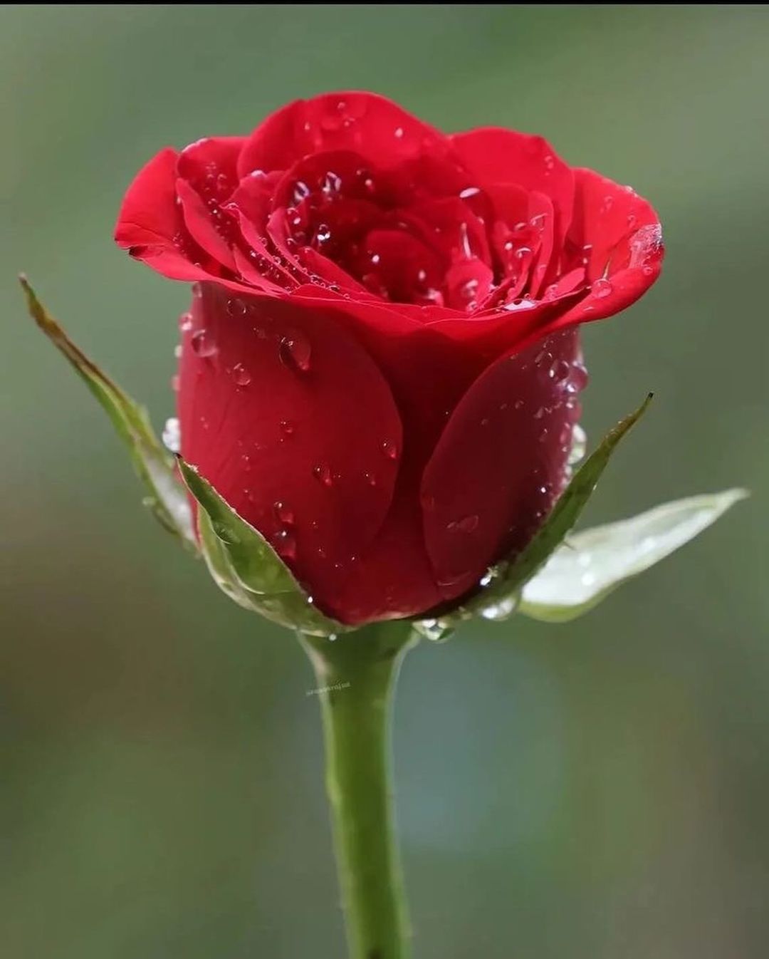 Red roses symbolize deep love and passion, making them a timeless and romantic choice for any occasion.