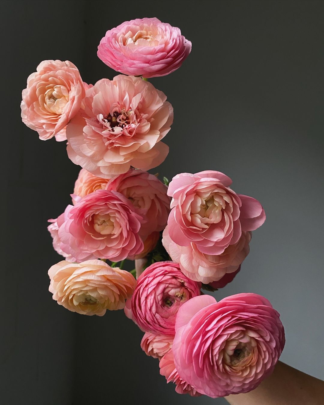 Ranunculus boasts vibrant, layered petals and a range of vivid colors, creating a striking, intricate floral display.