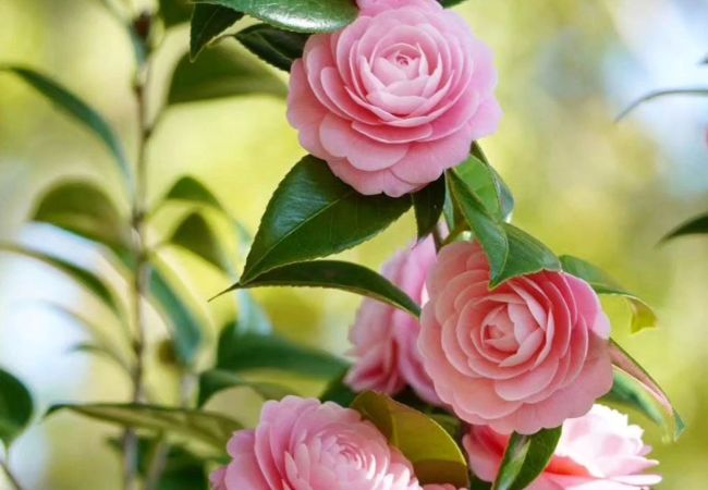 Rose-Like Flowers : Beautiful Alternatives to Classic Roses