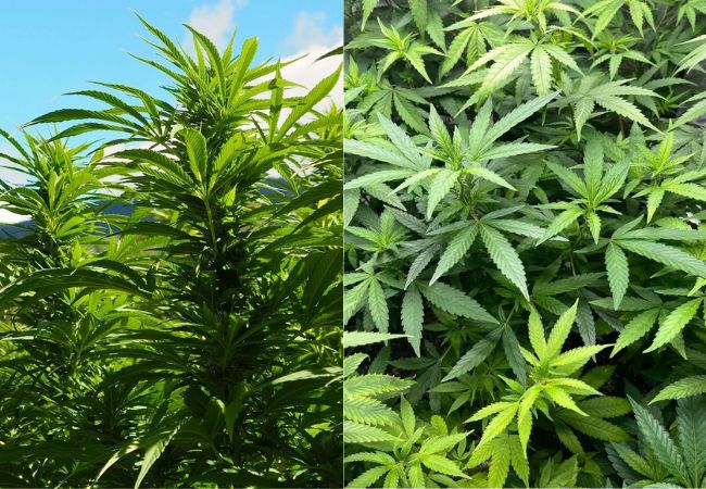 Sativa vs. Indica : Understanding the Differences in Cannabis Strains