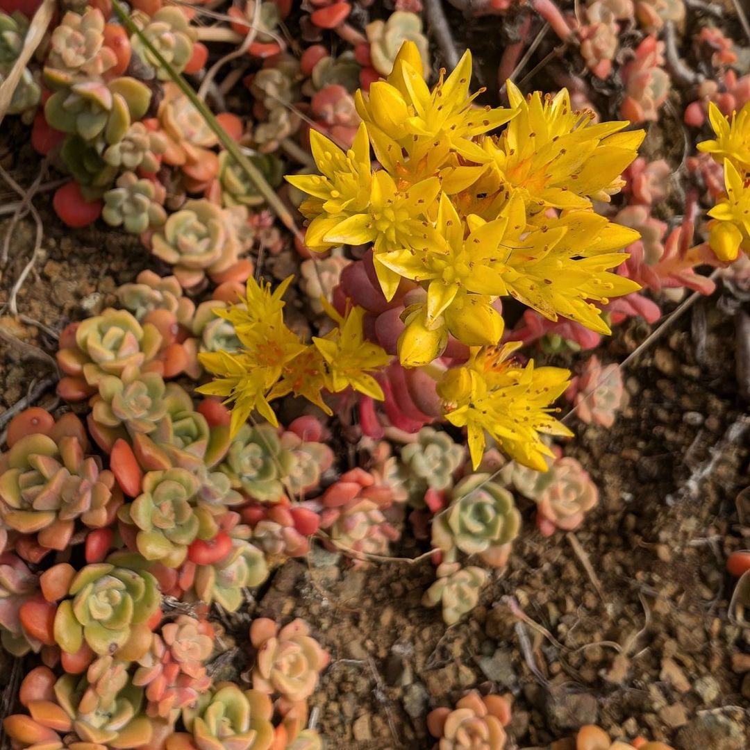  A bright yellow Sedum flower stands out as it blooms in the midst of a sprawling green field, symbolizing nature