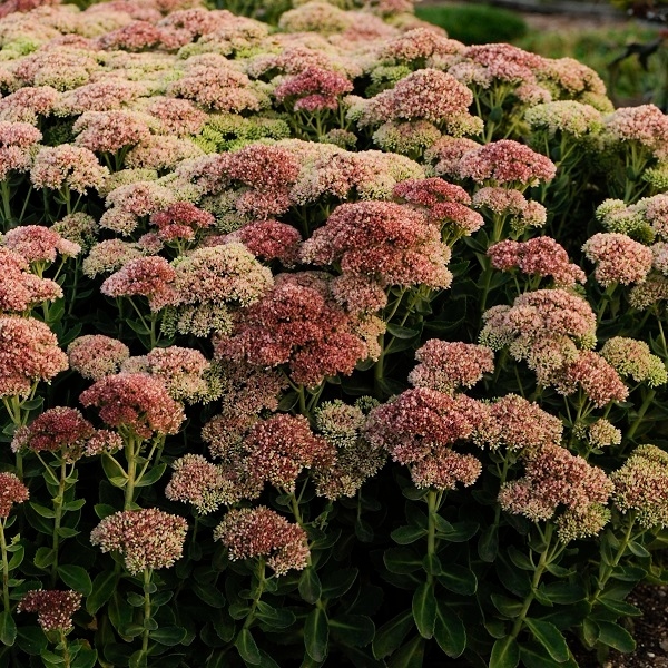 A vibrant bush of Sedum 