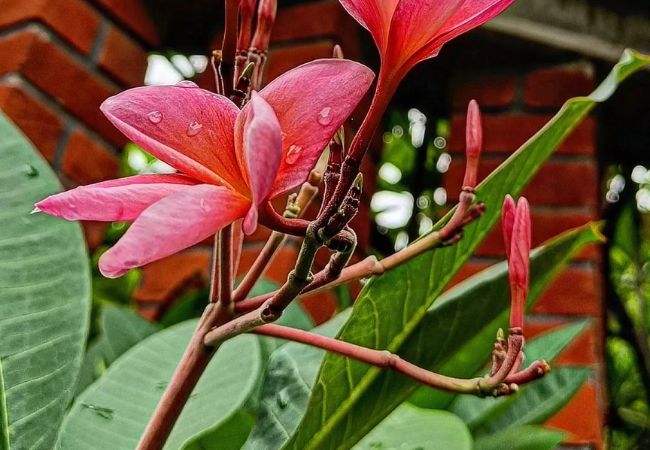 Shielding Plants from Dew : Expert Tips for Moisture Management