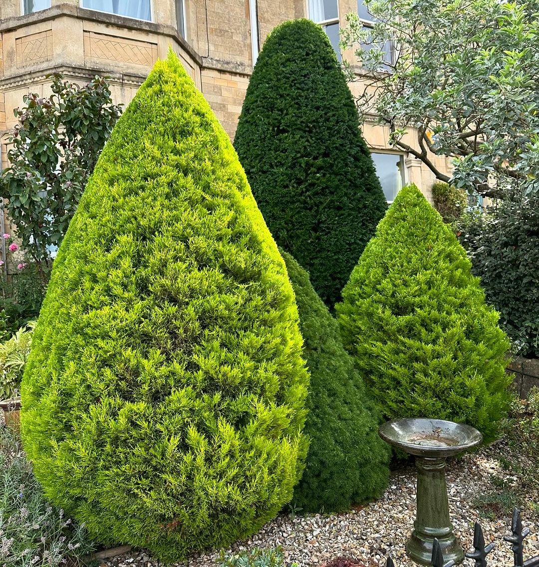 A large green spruce tree stands majestically, showcasing its lush foliage against a clear blue sky.