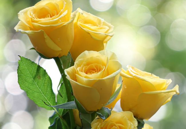The Spiritual Meaning of Roses : Unveiling Nature's Symbolic Bloom