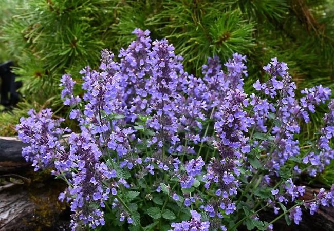 Top 10 Perennial Flowering Plants for Zone 5 Gardens