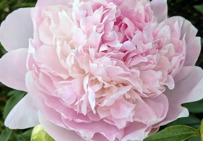 Top 15 White and Pink Flowers : A Guide to Elegant Blooms (2024)