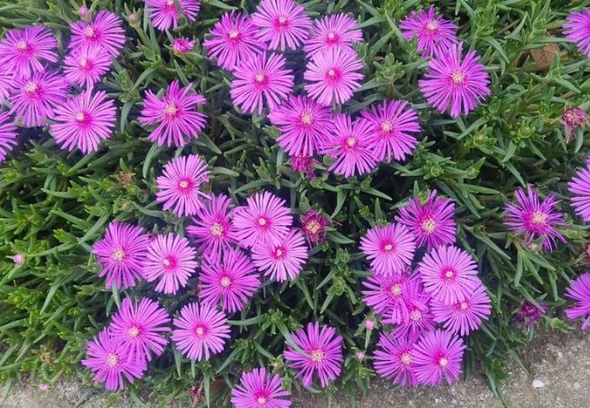 Top 30 Ground Cover Plants : Easy Care Options for a Lush Garden