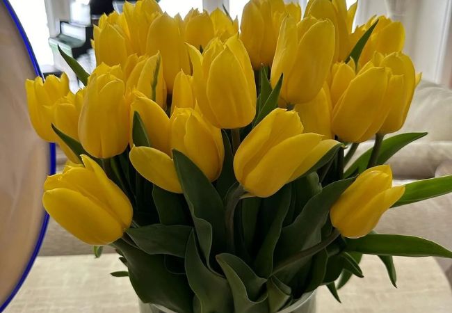 Tulip Colors and Their Meanings : A Comprehensive Guide to Floral Symbolism (2024)