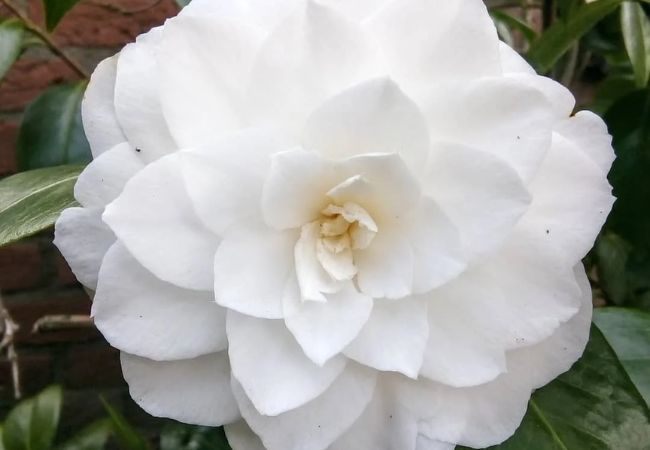 White Camellia : A Guide to Growing and Caring for These Elegant Blooms