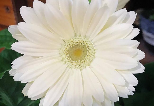 White Gerbera Daisy : A Complete Guide to Growing and Caring for This Elegant Bloom (2024)