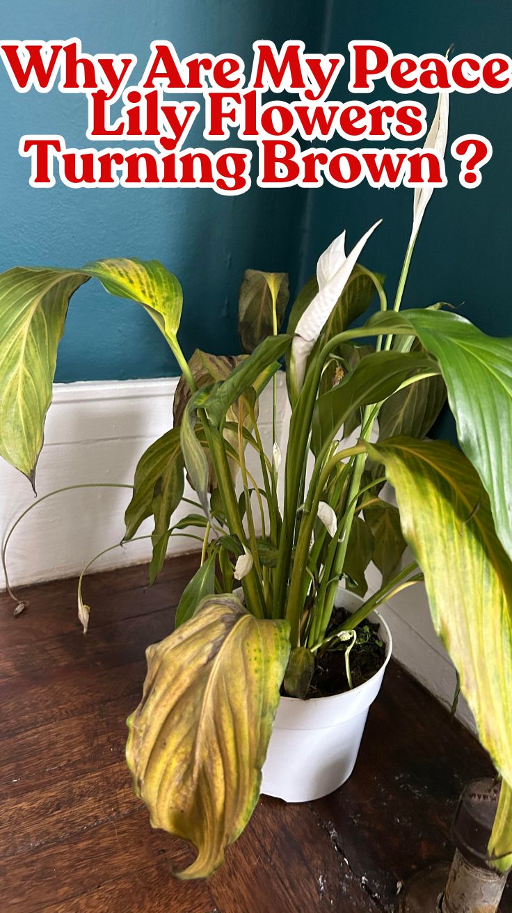 Peace Lily Flowers Turning Brown: Why It Happens and How to Fix It