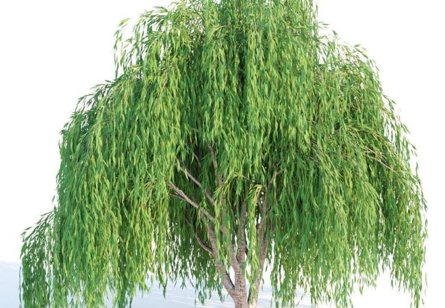 Everything You Need to Know About Willow Bushes