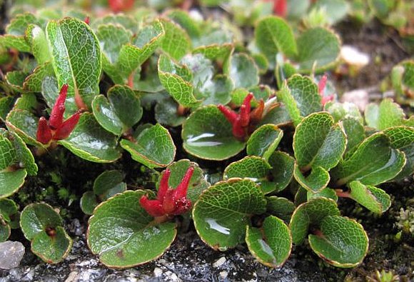 Dwarf Willow Bush (Salix herbacea)